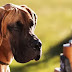 8 Problems Only Great Dane Owners Will Understand