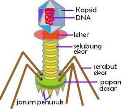 Struktur Virus