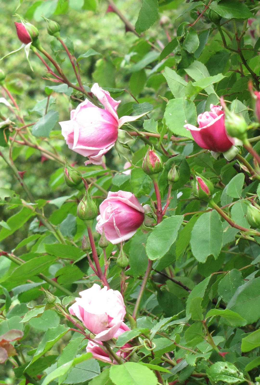 Rothenblog: Romantische Wildrose