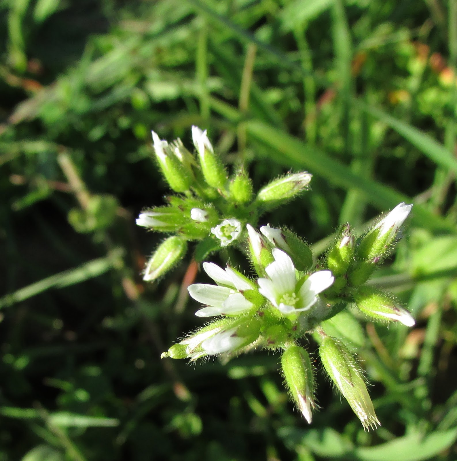 The Blog of DonkeyOkie: Henbit and Chickweed