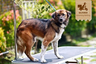 Grooming Anjing Kucing Panggilan Jogja Yogyakarta