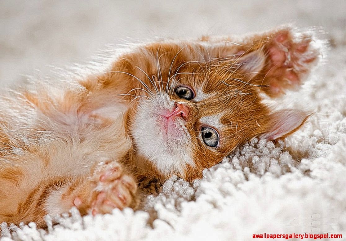 Funny Relaxed Cat Animal Wallpaper