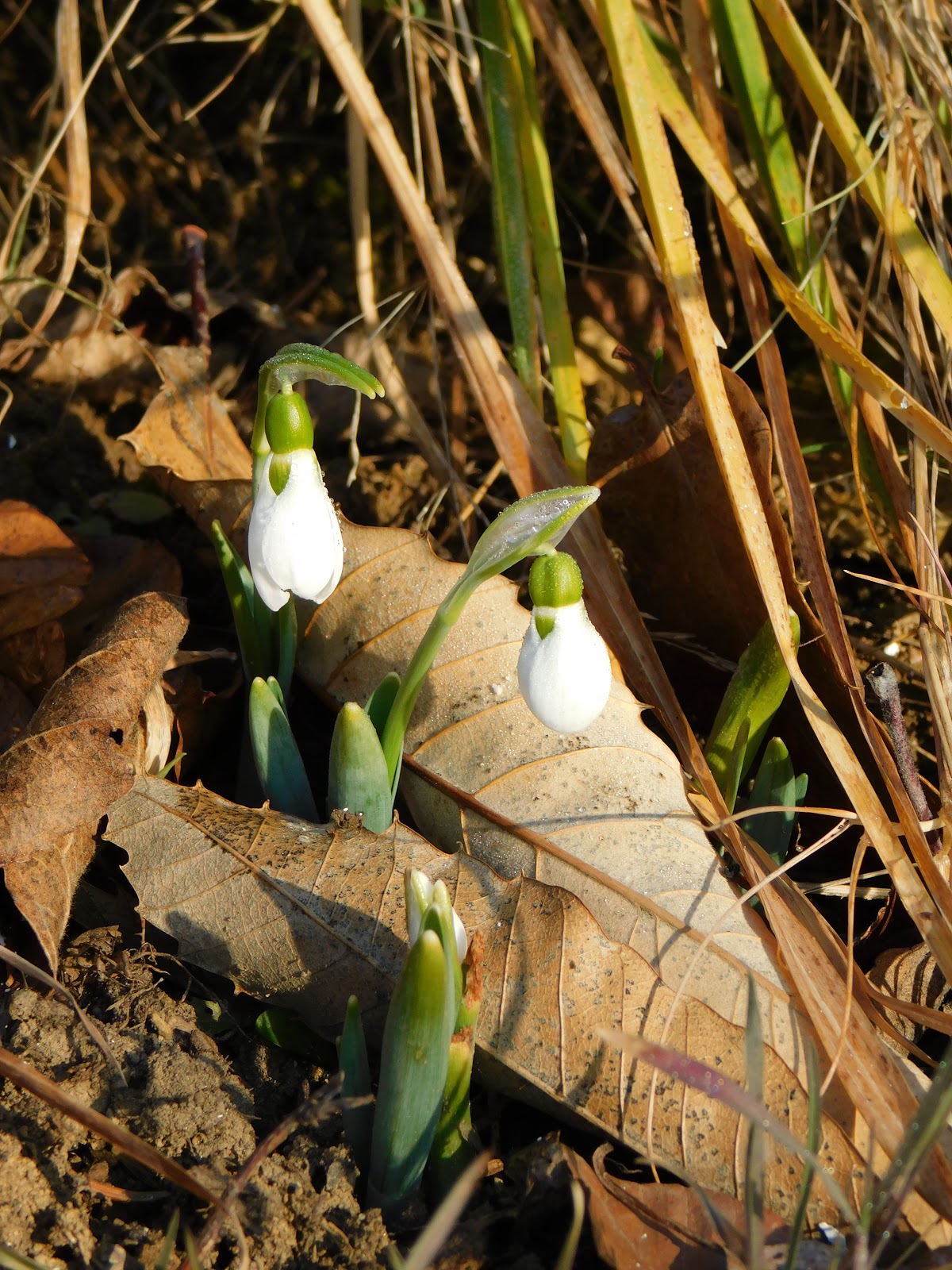 Der Garten im Januar&hellip;