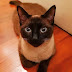 +20 Cute Siamese Cats and Kittens Pictures