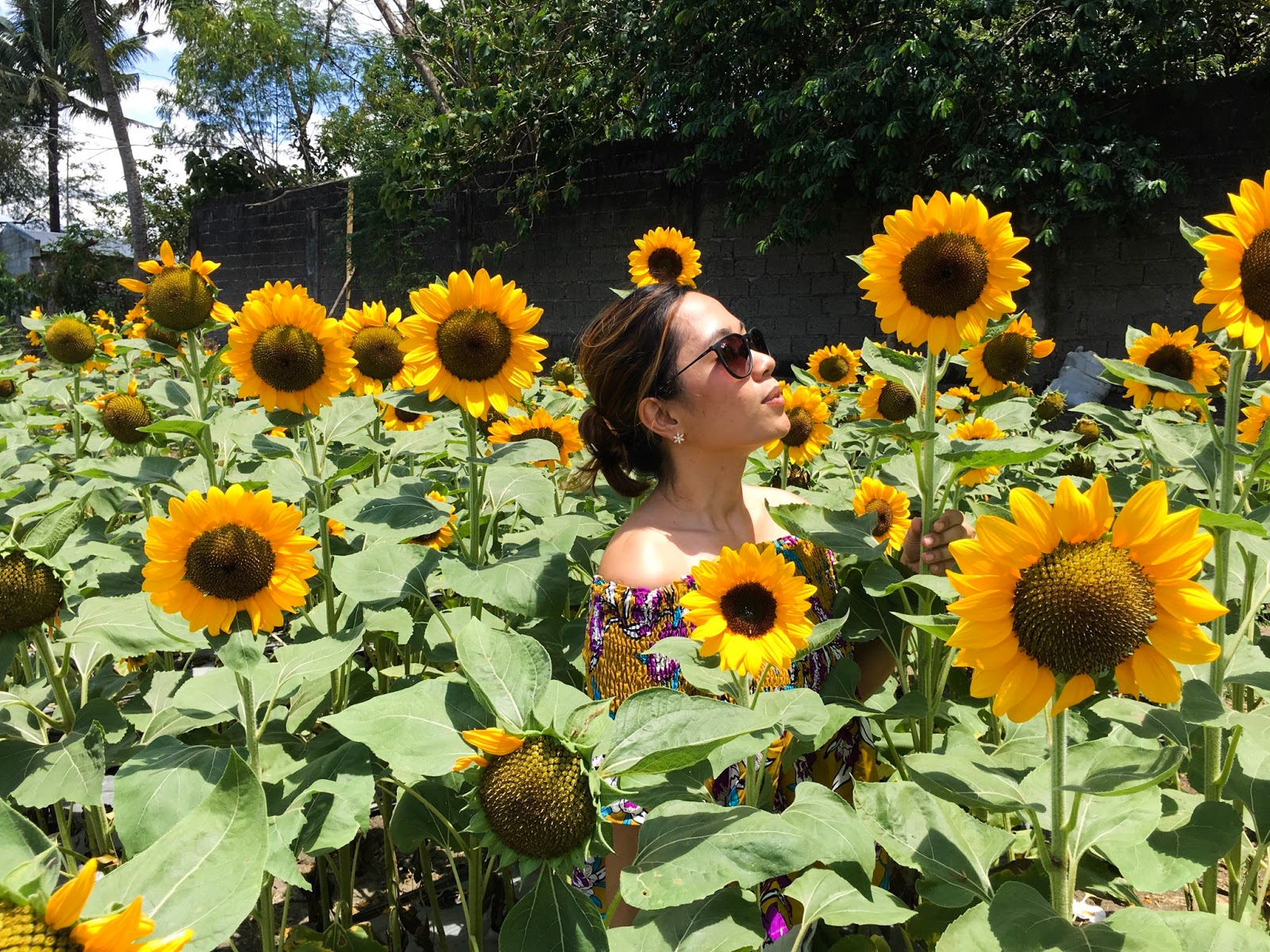 ANGEL'S SUNFLOWER FARM (GIRASOLES FARM), CANDELARIA QUEZON
