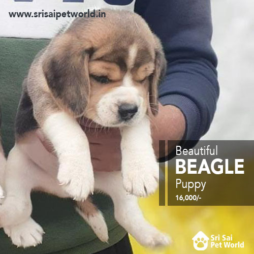Quality BEAGLE Puppy in India