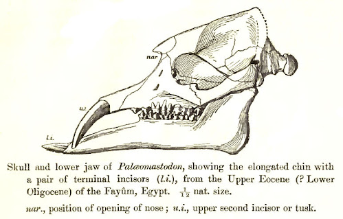 Palaeomastodon skull