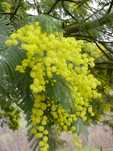 mimosa