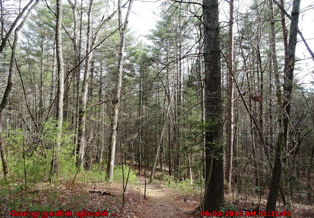 Georgia Trails - Panther Creek Trail