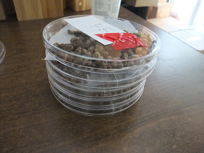 Six Inch Petri dishes and How to use them. Beediverse Mason Bees