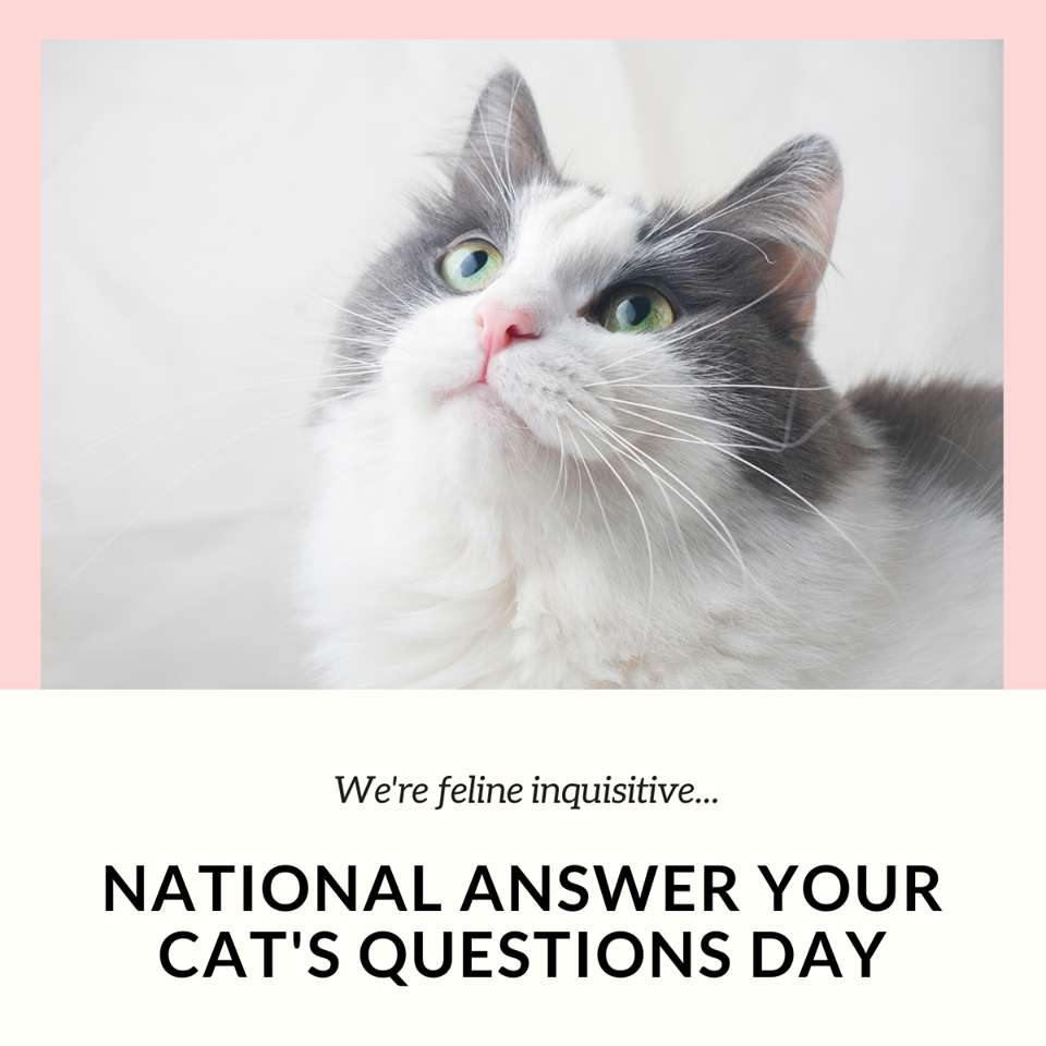 National Answer Your Cat's Questions Day Wishes Images download