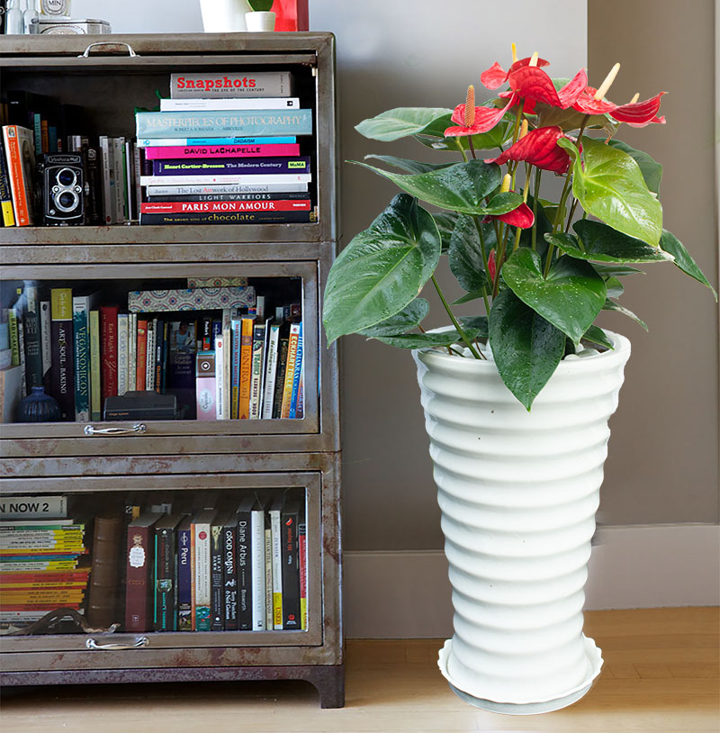 Cây Hoa Hồng Môn