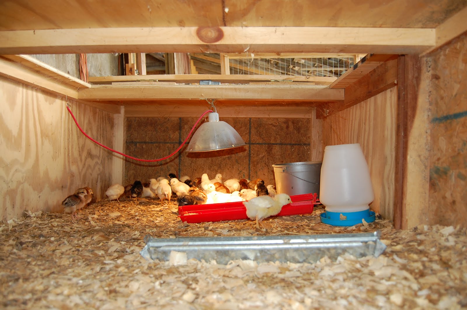 Free access Plans for a chicken brooder Small hobby