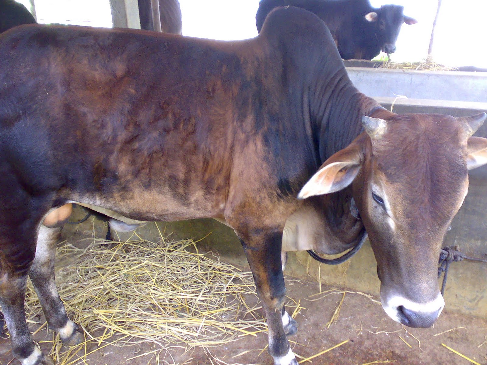 AN AGRO FARM BUSINESS WEBSITE Beef Fattening