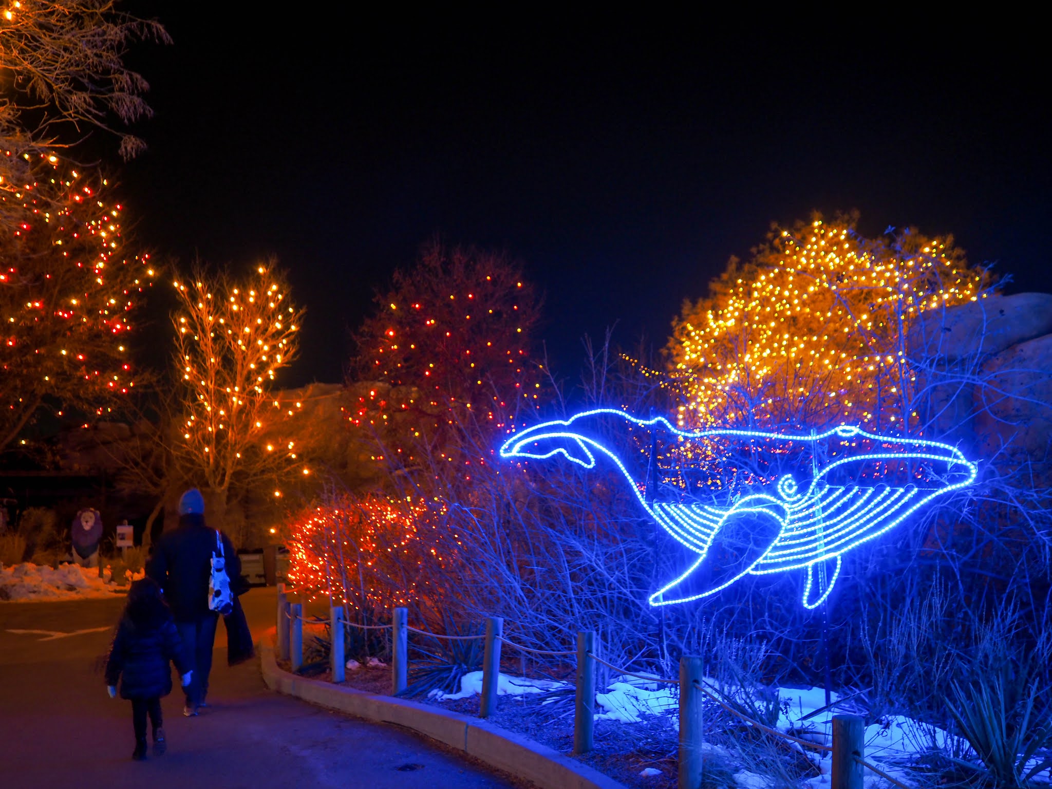 Little Hiccups Denver Zoo Lights