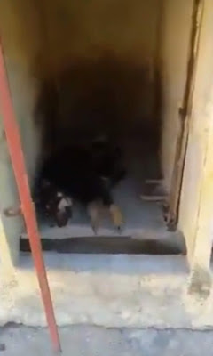 Une vidéo d’empoisonnement de chiens avec sang froid dans une fourrière au Maroc indigne la toile