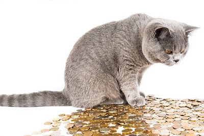 alt="gato sobre monedas"
