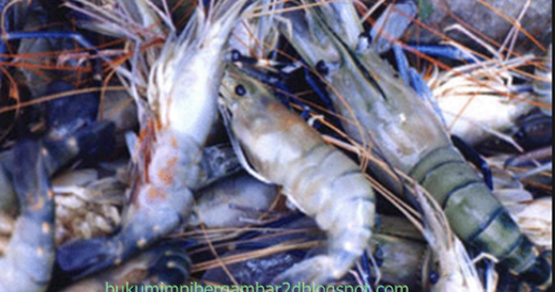 Angka Mimpi Udang 2d 3d 4d Bergambar Dalam Buku Mimpi Buku Mimpi Bergambar Angka Mimpi Udang 2d 3d 4d Bergambar Dalam Buku Mimpi Buku Mimpi Bergambar