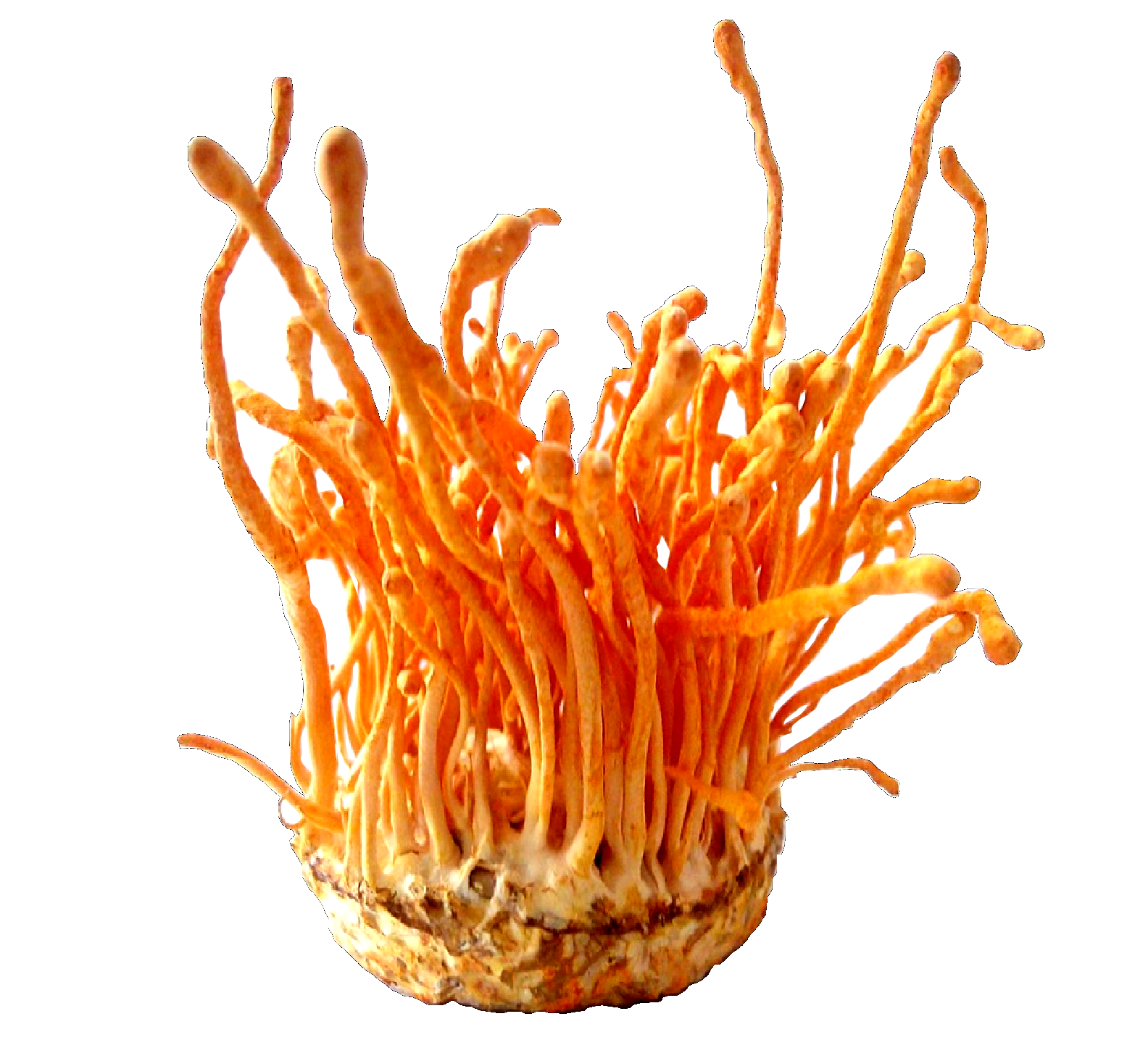 Healing Power of Medicinal Mushrooms