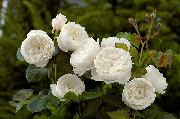 William and Catherine rose сорт розы фото  