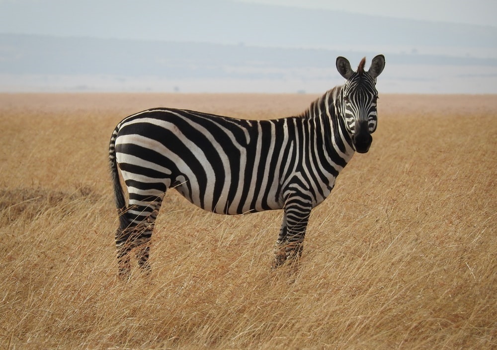 Zebra black and white print stripes wild animal facts