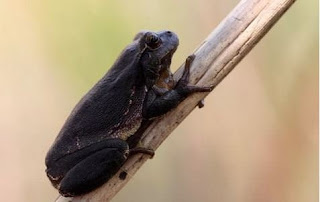 melanizm kurbağa
