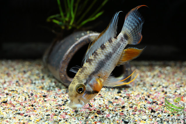 Apistogramma cf. payaminonis (sp. D3)