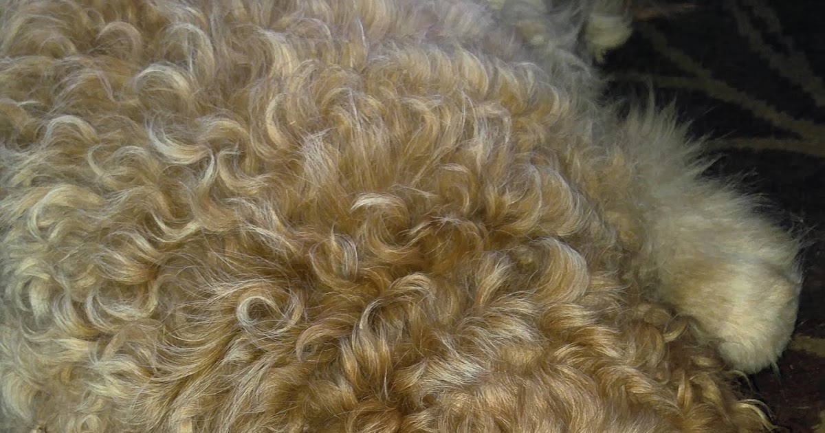 An Unfittie's Guide to Adventurous Travel Does your dog often get a perm?