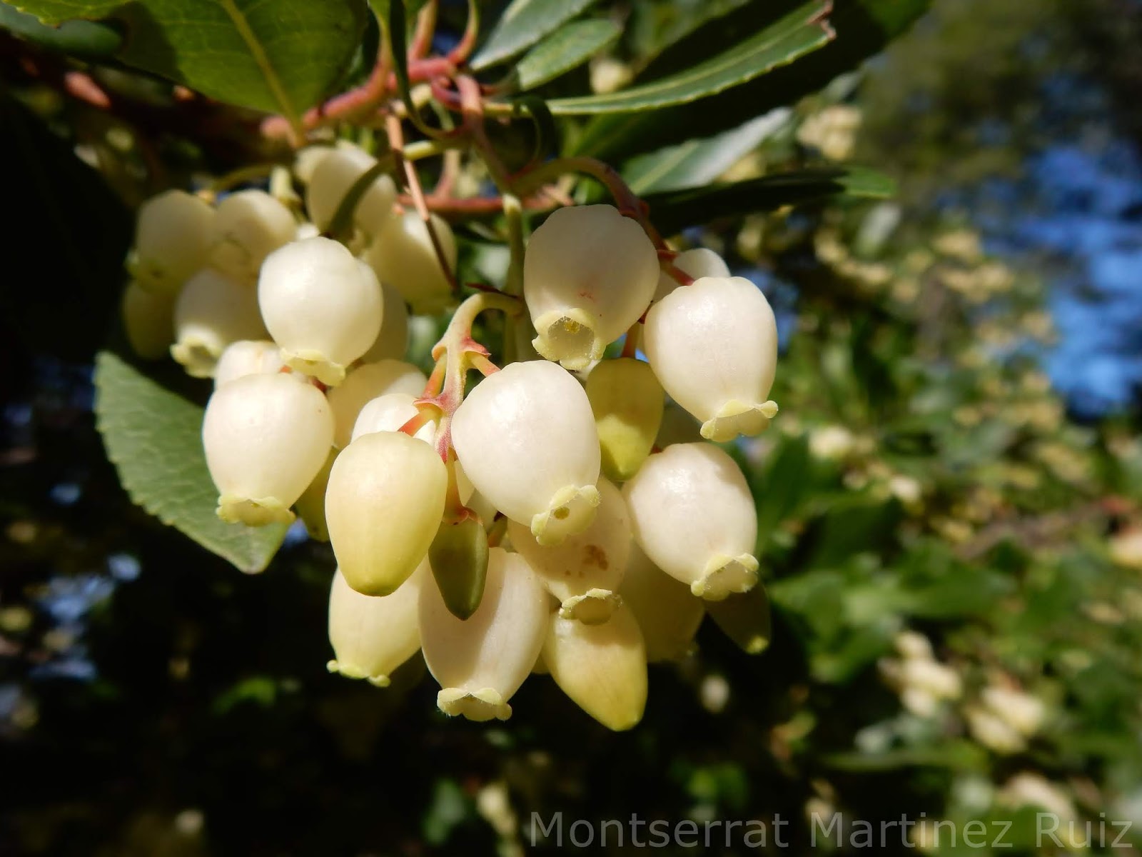 Flor destacada de Diciembre : MADROÑO - BOTÀNIC SERRAT