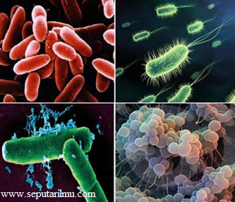 Pengertian, dan Jenis-jenis Monera Secara Lengkap