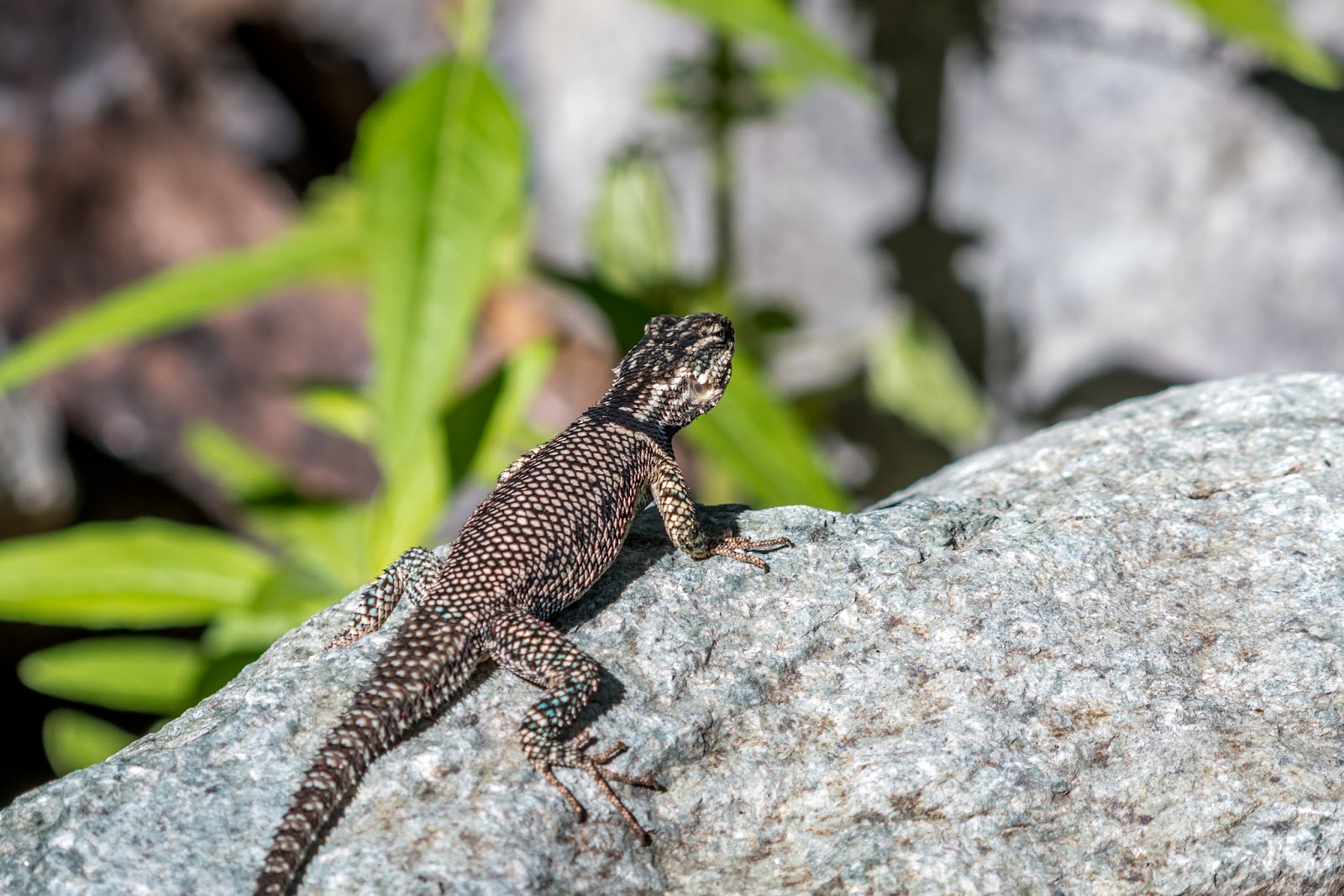 NeoVista Birds and Wildlife Arizona Feathers, Scales, Tails, Shells