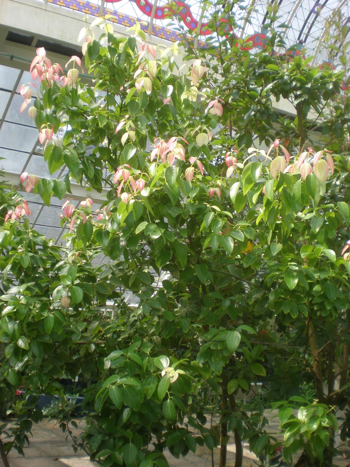 Beechwood Landscape Architecture And Construction Japanese