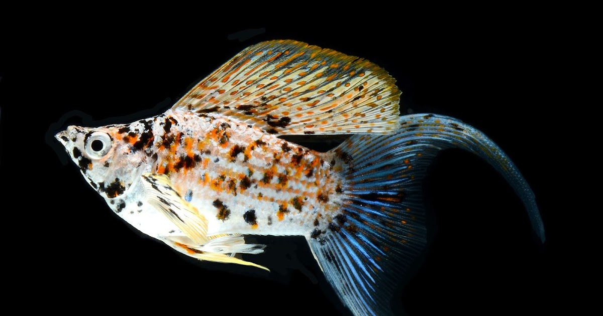 How to Spawn Fish Molly in A Simple Way fishhobbyist