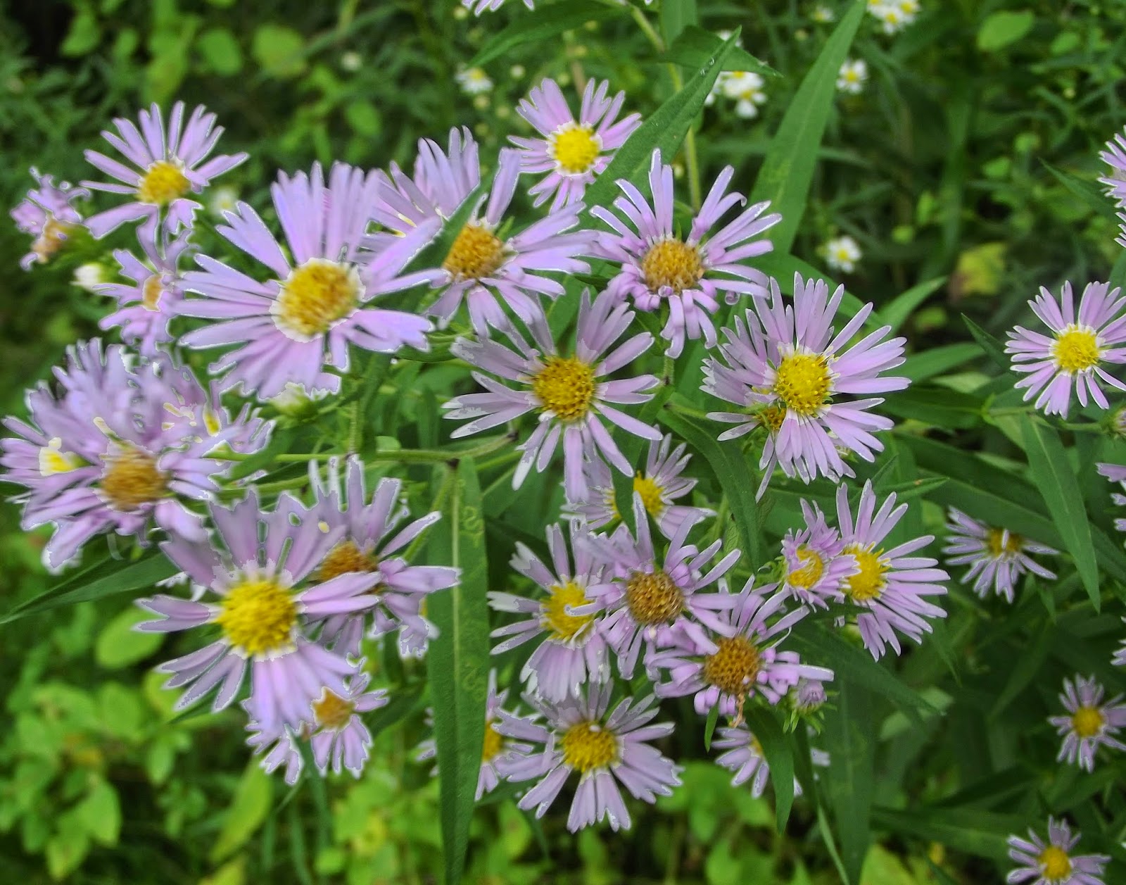 In The Garden Native Asters