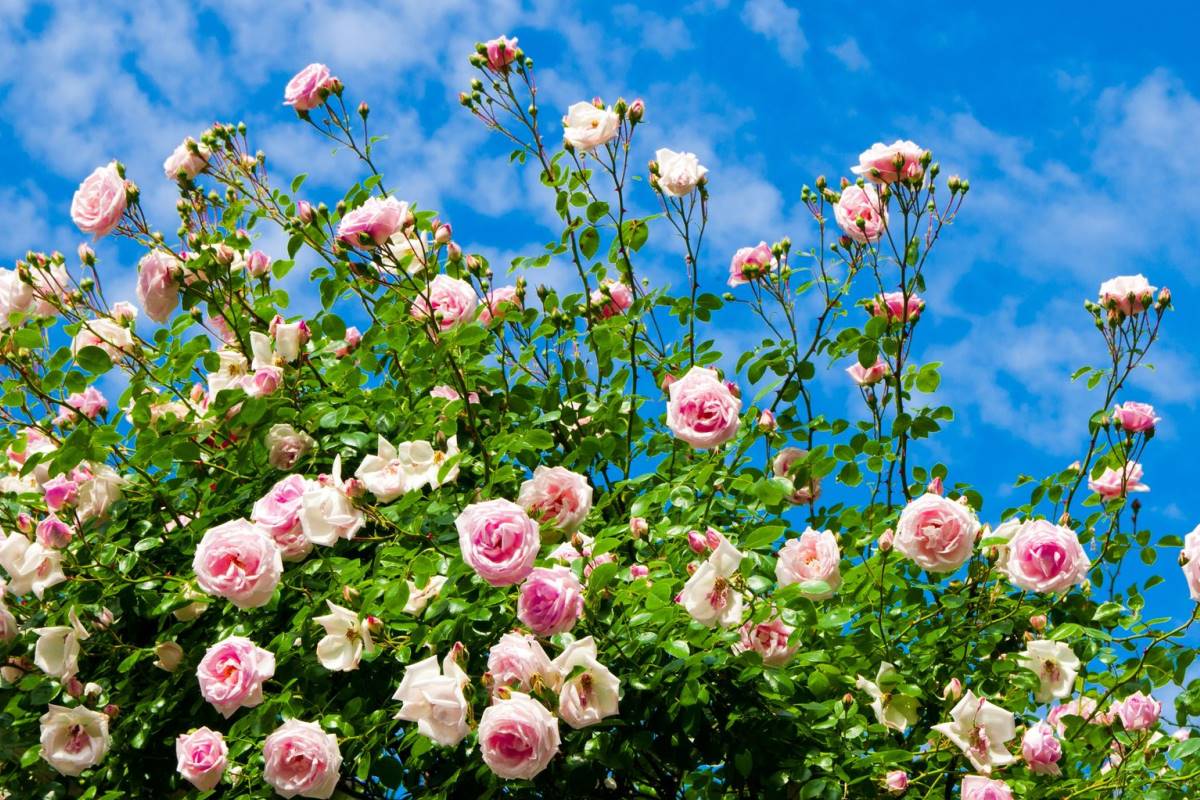 Garten- und Landschaftsbau Mähler