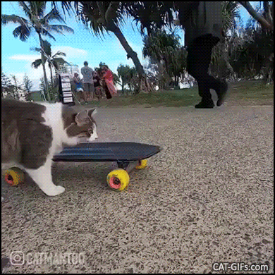 Amazing Cat GIF • Check out feraless Skateboard kitty. Just call me Tony Pawk Amazing Cat GIF • Check out feraless Skateboard kitty. Just call me Tony Pawk