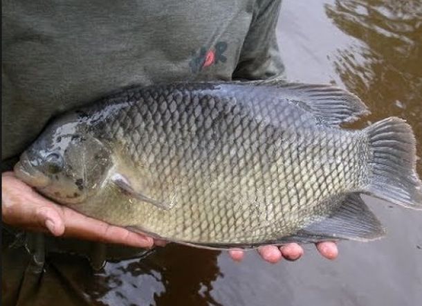 Erek Erek Ikan Mas Untuk 2d 3d Dan 4d Menurut Buku Mimpi