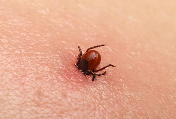 Doença de Lyme : uma epidemia silenciosa que os sistemas de saúde decidem ignorar