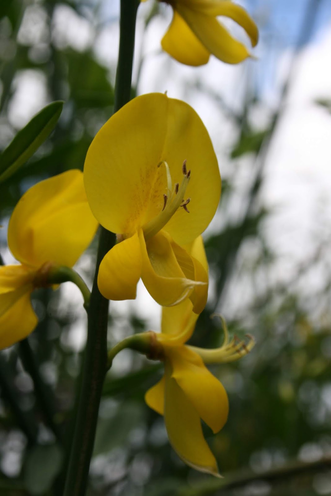 Still Coloring Out Of The Lines A Native The Red Flowering Currant