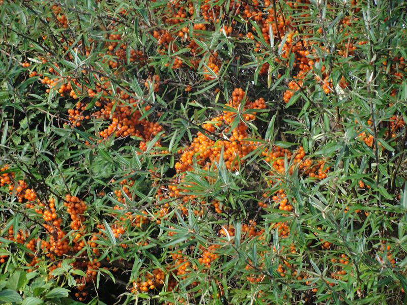 Sea Buckthorn Healthy Fruits For Winter