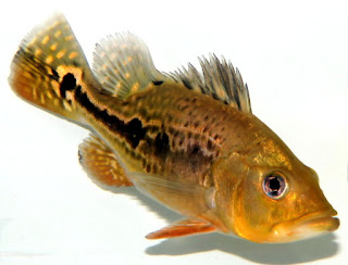 短身蟲紋巴西亞金三間(Cichla Kelberi gold