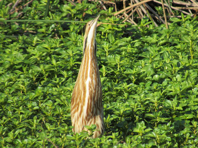 Sacramento National Wildlife Refuge