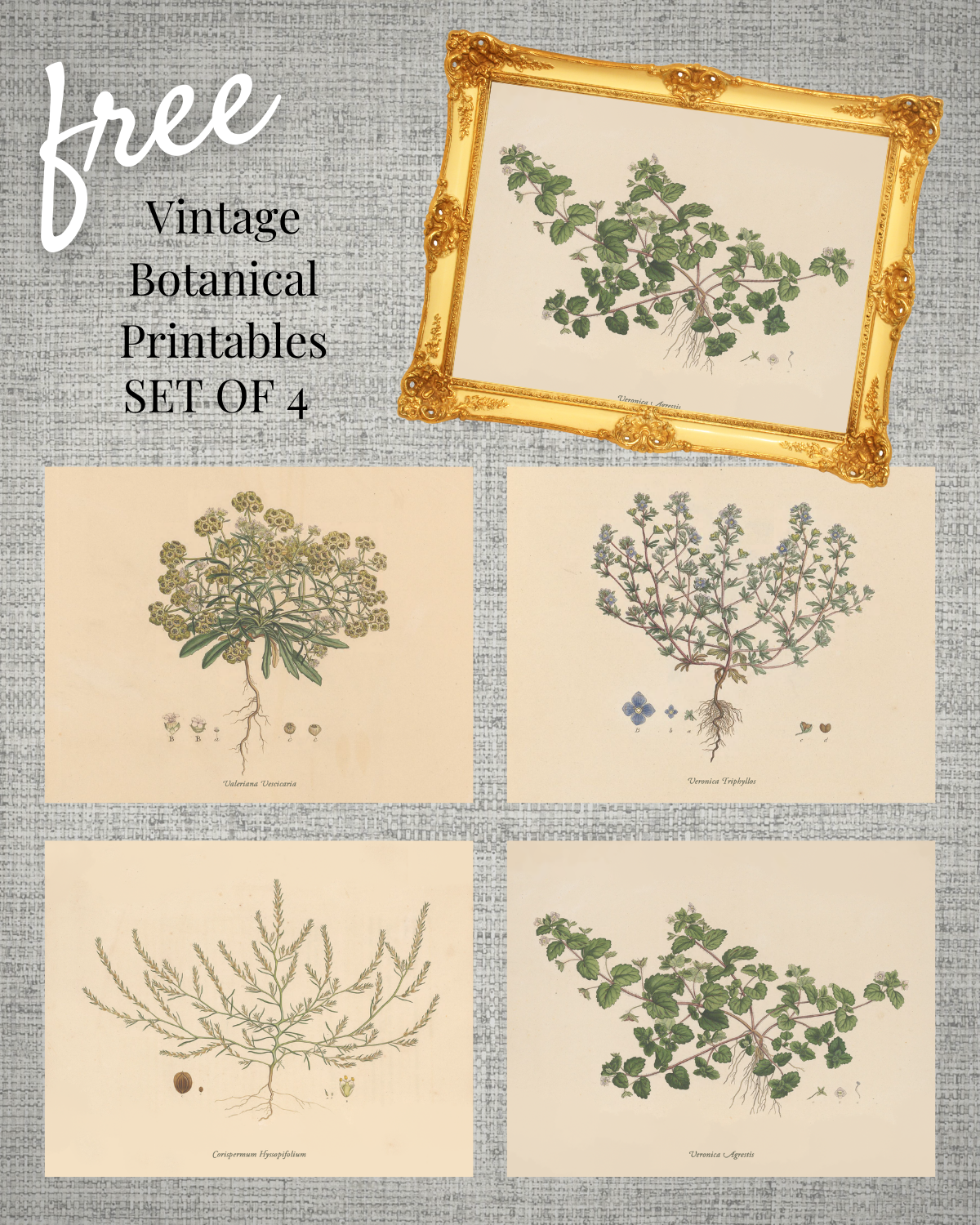 vintage botanical printable, free spring printable, vintage printable download free