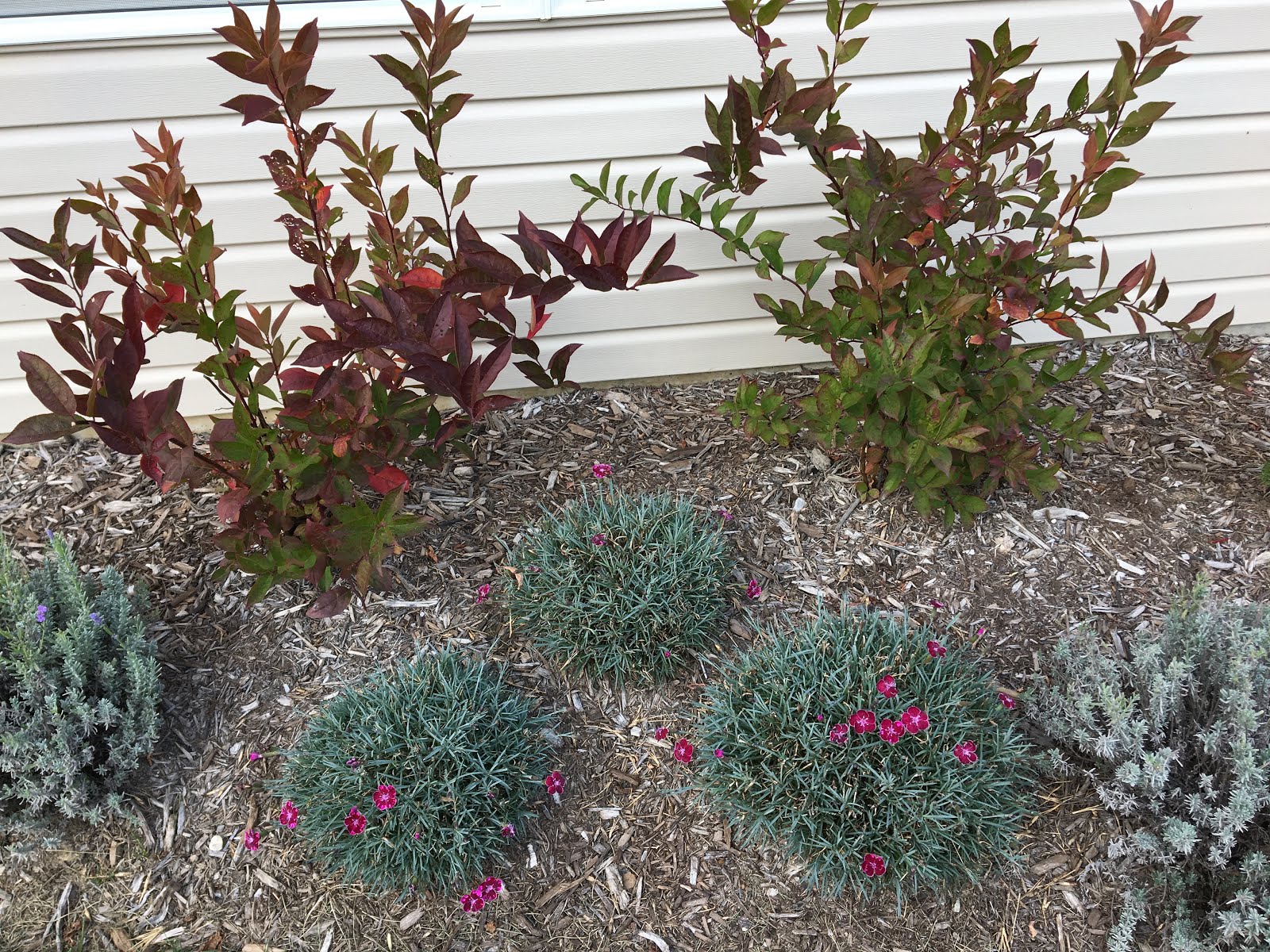 Urban Pollinators Brilliant Blue Ceanothus Blooms For Bees