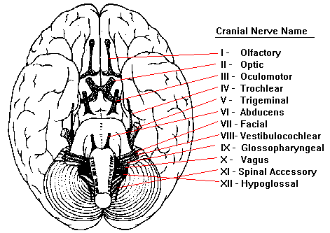Four things about... (a simple approach to anatomy and physiology