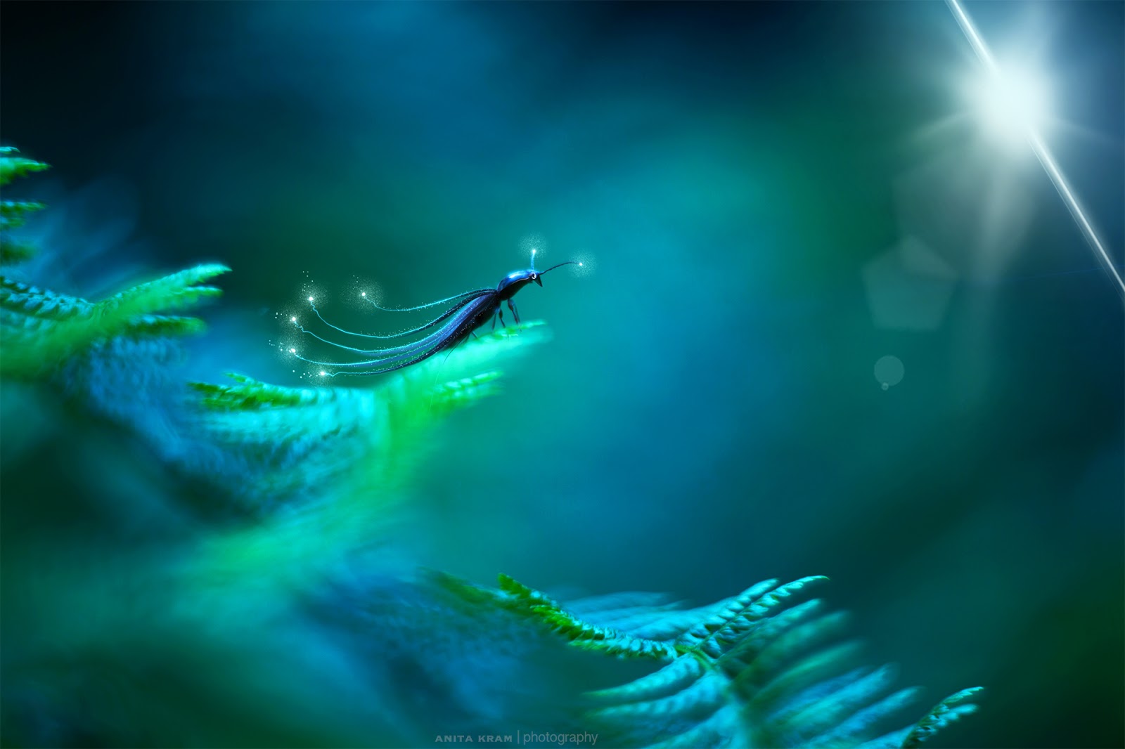 Anita Kram | photography: Editing with Procreate