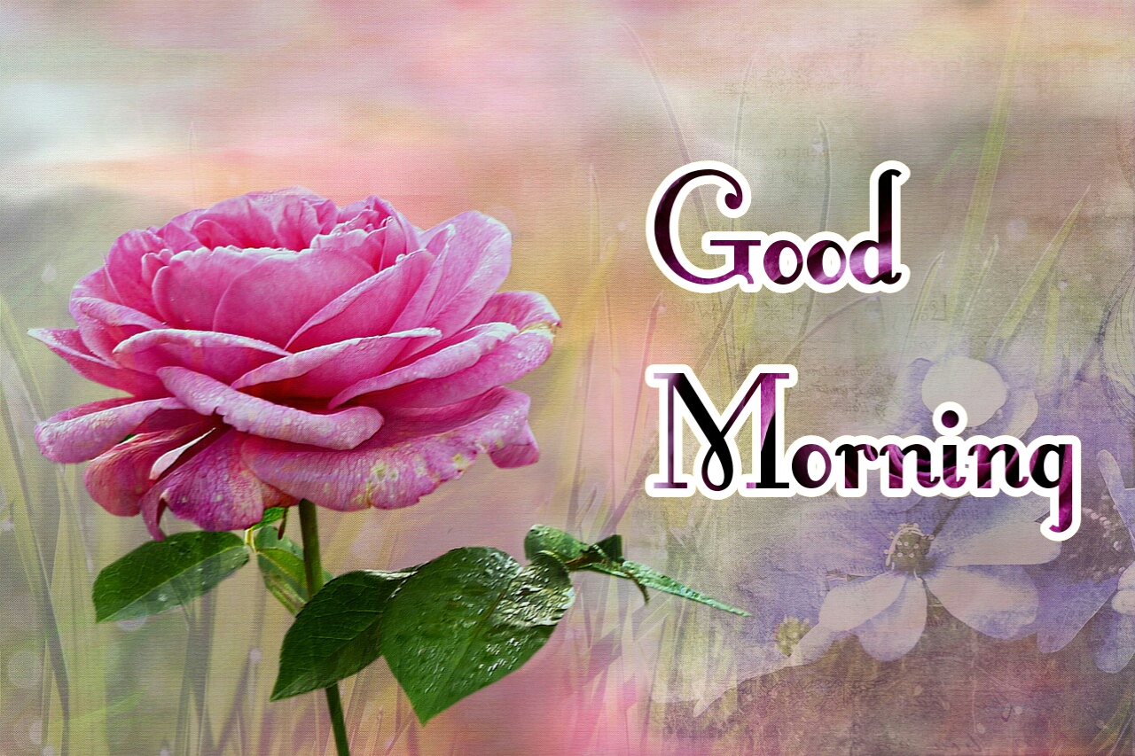 Good Morning Rose Flower Hd Photo Blogs Nature Wallpaper