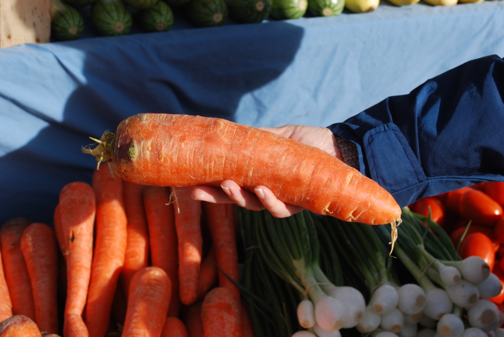 К чему снится морковь свежая. Гигантская морковь. Самая большая морковь. Самый большой морковь в мире. Российская морковка.