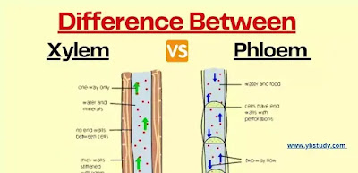 Difference between xylem and phloem