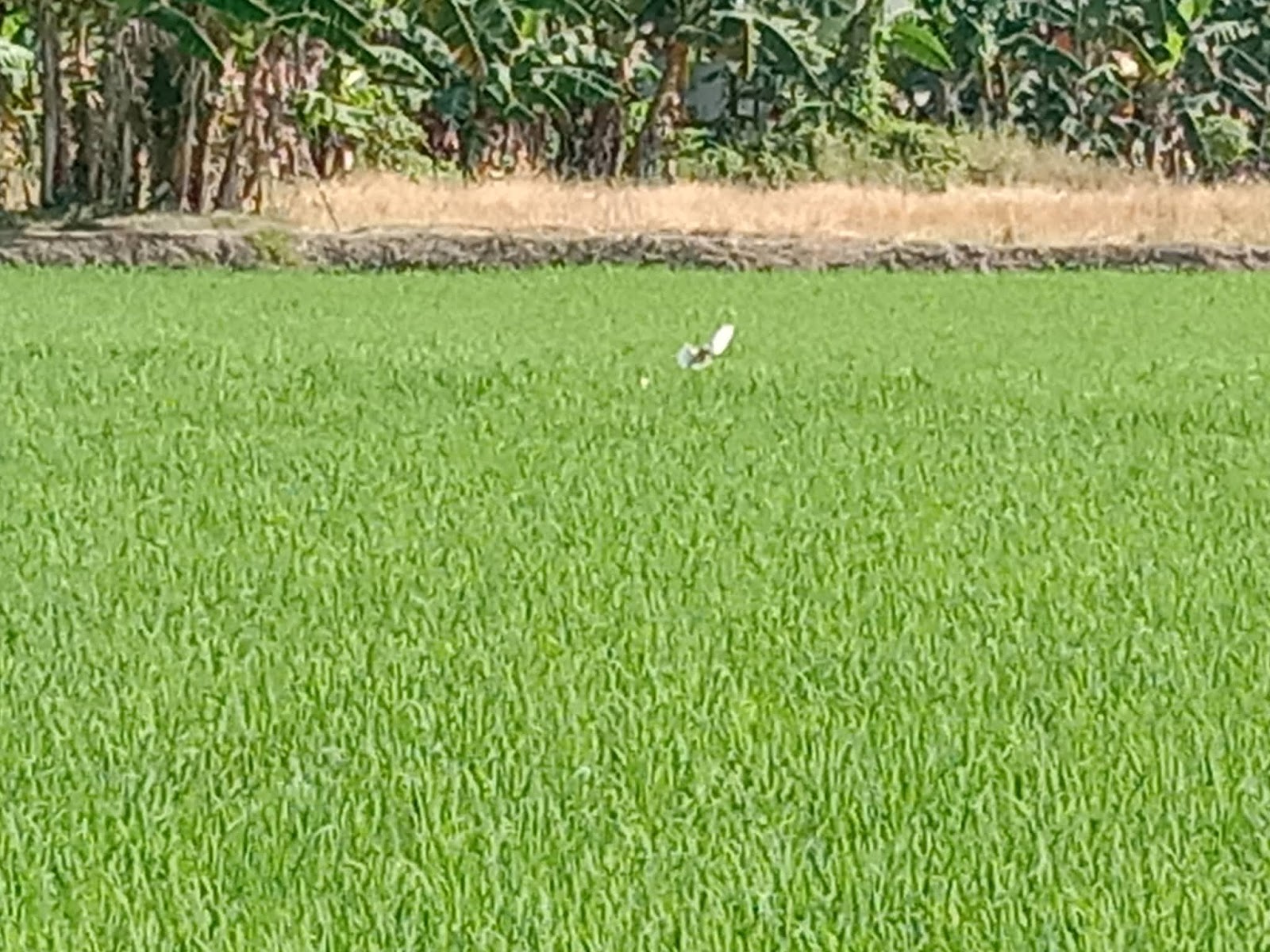 Burung Bangau Terbang Rendah Di Atas Sawah Pedoman Karya